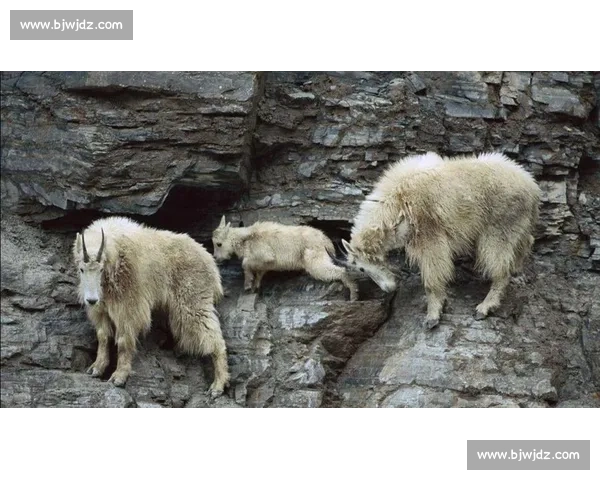 美洲虎与猎物的生死较量揭示了自然界中的生存法则与智慧